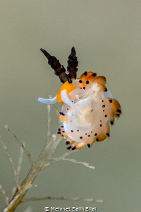 Tiger favorinus nudibranch. by Mehmet Salih Bilal 